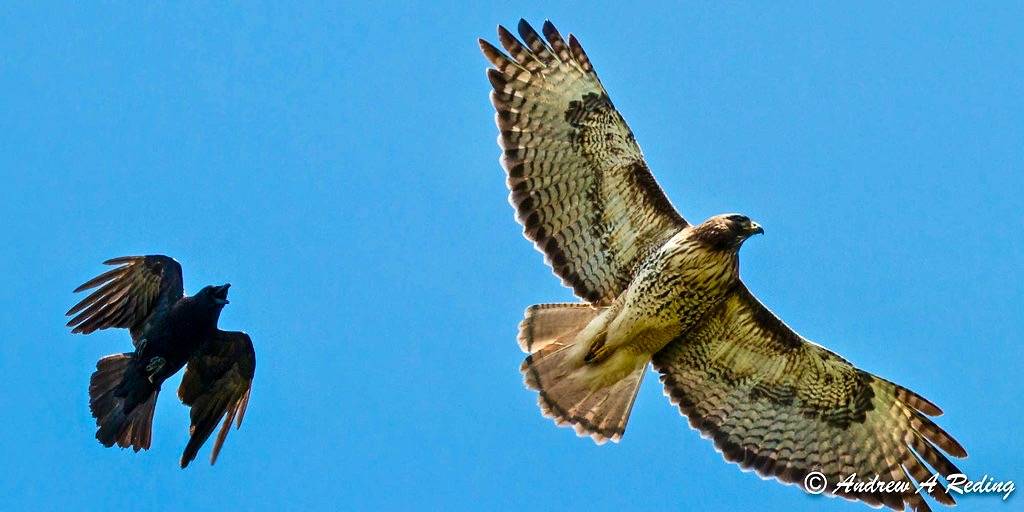American crow chasing western red-tailed hawk (light phase) by Andrew Reding is licensed under CC BY-NC-ND 2.0